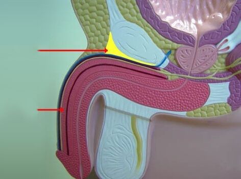 Penis ligaments