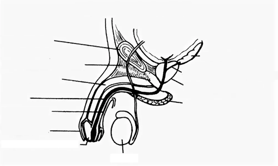 Penis structure