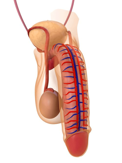 Structure of the penis
